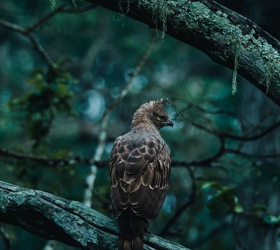 India Wildlife Holiday Packages